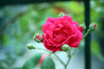 Beautiful rose on green bush
