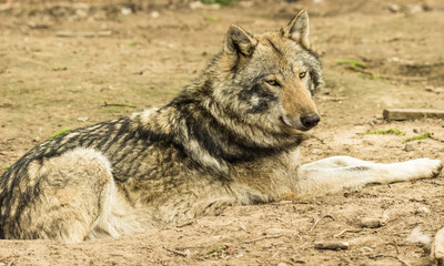 European gray wolf
