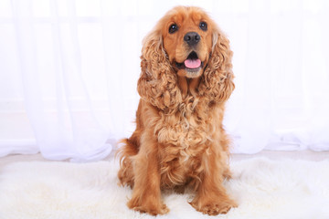 English cocker spaniel on carpet in room