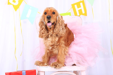 English cocker spaniel and birthday
