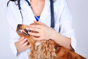 English cocker spaniel in veterinarian