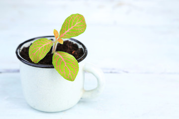 Young plant in mug on color wooden background