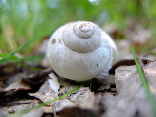 Snail shells in the woods