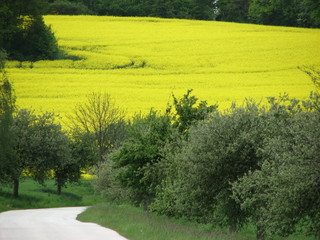 yellow road