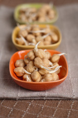 germogli di ceci