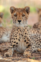 Obraz na płótnie Canvas Alert cheetah, Kalahari desert