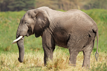 Naklejka na ściany i meble African elephant, Amboseli National Park