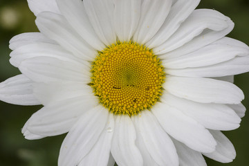 Obraz premium marguerite