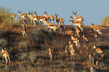 Fototapeta na wymiar Springbok on sand dune, Kalahari desert