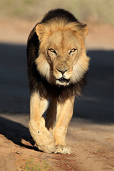 Walking male African lion, Kalahari desert