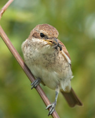 Young Red-backed Shrike with fly