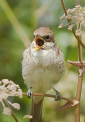 Young Red-backed Shrike burps residues