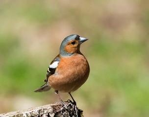 Common Chaffinch on stump