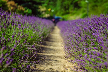 Obraz premium Provence - lavender field in the Gordes ,France