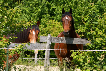 2 Pferde hinter Holzzaun