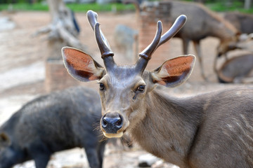sambar deer