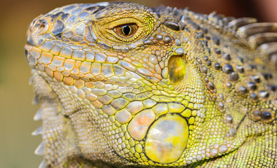 Fototapeta premium close-up green Iguana reptile animal background blur