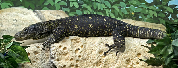 Crocodile monitor