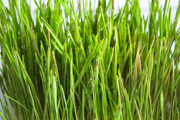 Green sprouts of oat