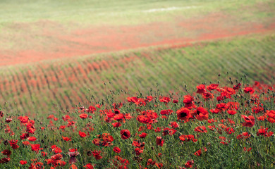 Red flowers on green meadow