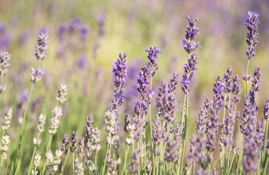 Purple lavender flowers at soft background © Repina Valeriya