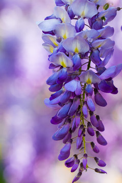 Glicine di primavera