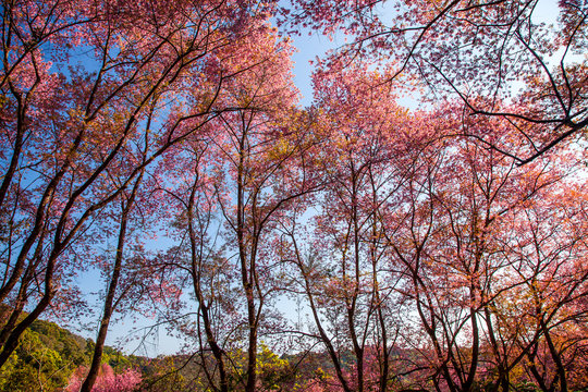 Beautiful Wild Himalayan Cherry blossom in Chiang Mai, Thailand