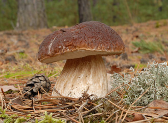 Penny bun fungus (Boletus edulis) growing in the forest.