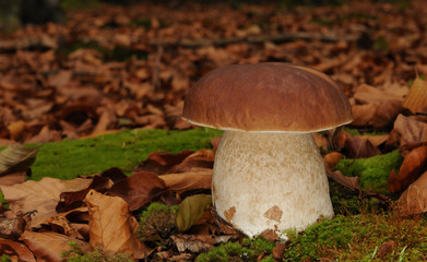 Penny bun fungus (Boletus edulis) growing in the forest.