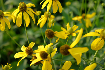 Flower in Garden