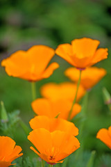 Kalifornischer Mohn