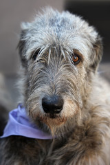Fototapeta premium Irish Wolfhound portrait