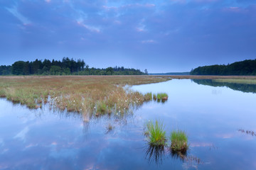 Obraz premium wild swamp in forest at dusk