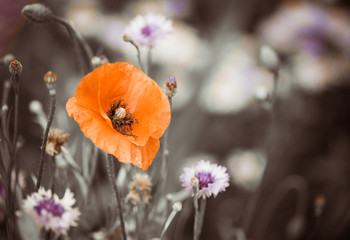 red garden poppy