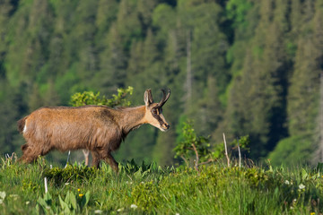 chamois