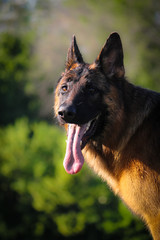 Deutsches Schäferhund in der Natur