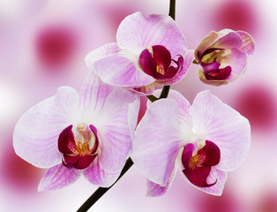 Naklejka na ściany i meble beautiful orchid on the pink background