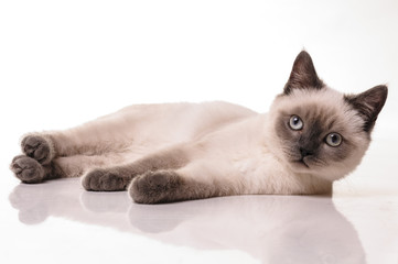 Portrait of British Shorthair cat
