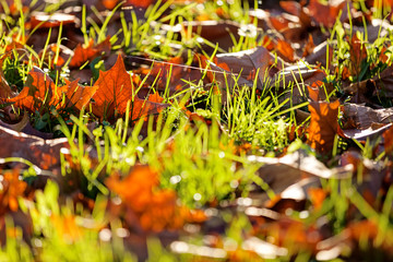 orange leaves