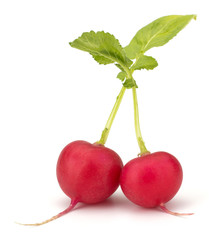 Fresh garden radish isolated on white background cutout