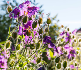 kwiecista łąka w świetle zachodzącego słońca © FotoKieltyka.pl