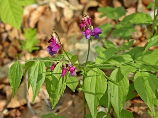 Frühlings-Platterbse (Lathyrus vernus)