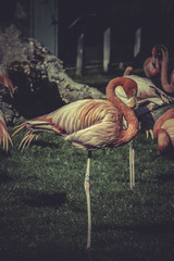 Flamingo portrait from ZOO