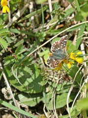 Roter Würfel-Dickkopffalter (Spialia sertorius)