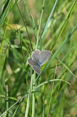 Zwerg-Bläuling (Cupido minimus)