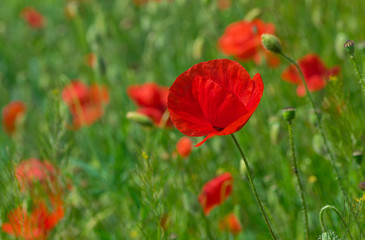 Obraz premium Red poppy in field at summer time