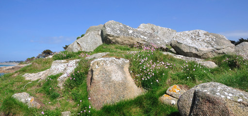 Rochers et fleurs de bord de mer devant un ciel bleu