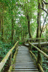 Wooden walkway in rain forest, Doi Inthanon national park, Chian