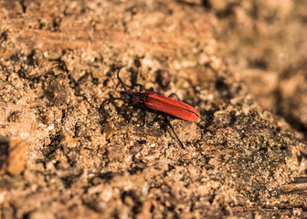 Black headed cardinal beetle, Pyrochroa coccinea