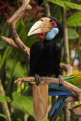 Wreathed hornbill